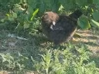 Silkie — foto 6
