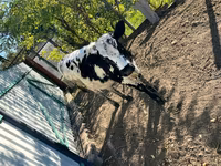 Krava, Russian Black pied cattle — foto 2