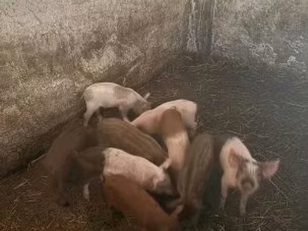 母猪, Pigs
