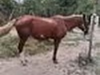 Жребец, Kazakh horse — снимка 7