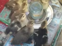 Ducks — Foto 3