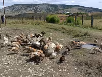 Turkeys — fotografija 2