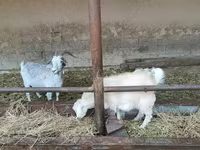 Ziege, Ziegen — Foto 6