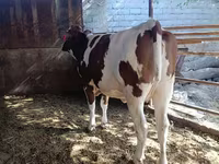 Үнээ, Latvian Blue cattle — 1 зураг