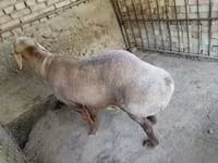 Beran, Arashan sheep — foto 3