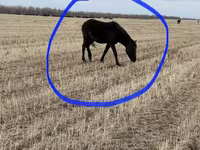 Азаргагүй морь, Horse breed — 6 зураг
