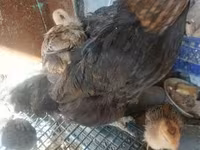 Chickens — foto 2
