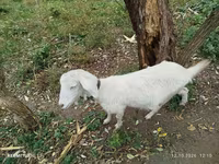 Goat, Nubian Goat — photo 1