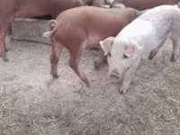 Babi hutan, Дюрок — foto 2