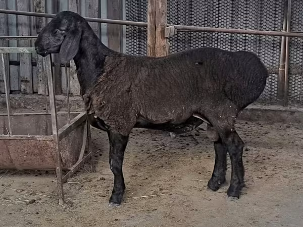 Ram, Sheep — Kyrgyzstan