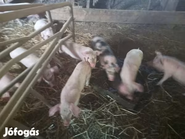 Säue, Schweine