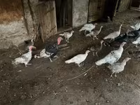 Turkeys — foto 2