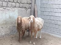 Schaap, Schapen — foto 2
