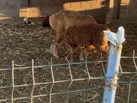 Oaie, Arashan sheep — foto 4