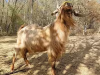 بز نر, بز — عکس 3