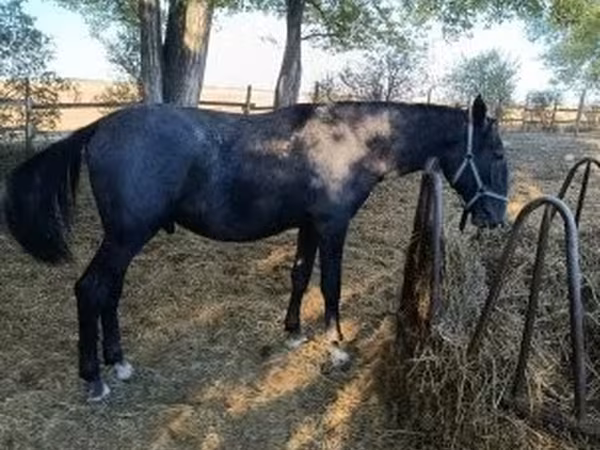 Ngựa đực, Lipizzaner