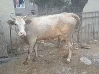 Ko, Simmental cattle — foto 4
