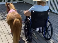 Cavalla, Miniature horse — foto 5