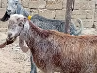 Capră, Damask goat — foto 2