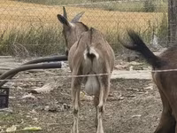 Kozel, Alpine goat — foto 5