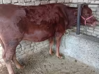 Mucca, Bovini — foto 1