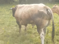 Lembu jantan, Partenaise cattle — foto 3