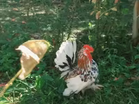 Japansk Bantam — foto 1