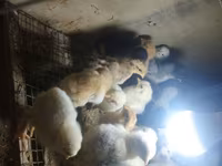 Chickens — الصورة 2