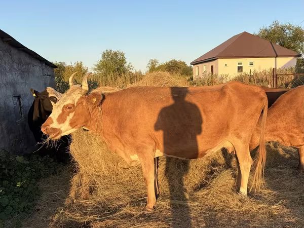 گاو ماده, Latvian Blue cattle