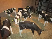 ወንድ በሬ, Russian Black pied cattle — ፎቶ 5