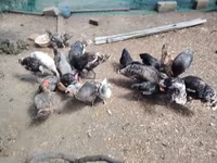 Chickens — foto 5