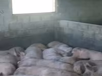 አሳማዎች (ቡድን፣ ጾታ አልተጠቀሰም), Pigs — ፎቶ 3