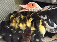 Ducks — عکس 1