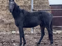 Faras, Kazakh horse — sawirka 2
