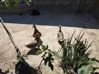 Ducks — fotografija 1