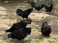 Ayam Cemani — foto 5