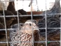 Quails — الصورة 2