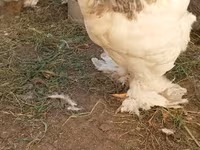 Brahma — foto 1