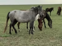 Mare, Horses — photo 4