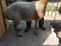 Kambing jantan, Sheep — foto 5