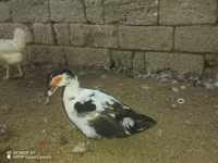 Ducks — عکس 2