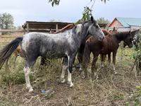 Koń, Konie — zdjęcie 2