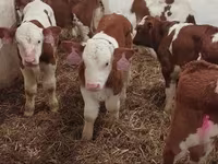 วัวตัวผู้, Simmental cattle — รูปภาพ 4