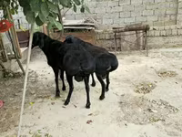 Qoç, Qoyunlar — foto 1