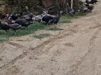 Turkeys — foto 6