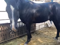 ፈረስ, Friesian sport horse — ፎቶ 2