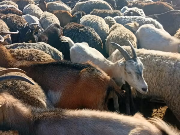 Får, Får — Moldavien