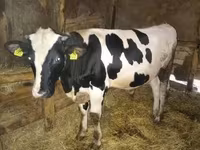 گاو نر, Simmental cattle — عکس 2