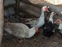Ducks — 照片 6