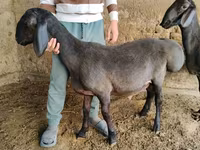 Berbec, Arashan sheep — foto 6